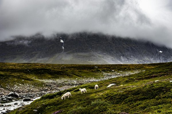 Où pratiquer le snorkeling au milieu des raies manta à Hawaii ?