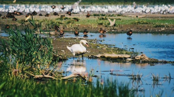 Où observer les oiseaux migrateurs dans les zones humides de Camargue, France : périodes et conseils ?